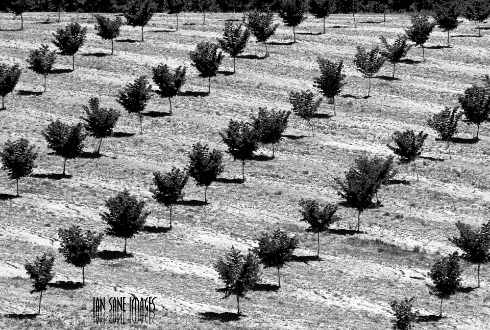 Landscape tree abstract black and white