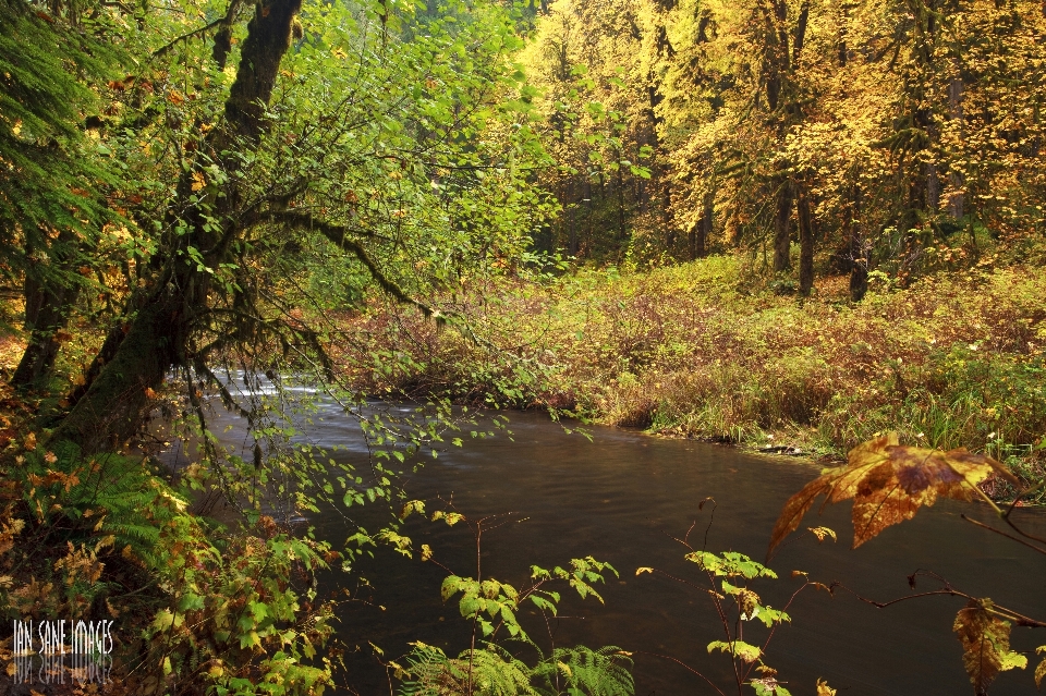 Landschaft baum wasser natur