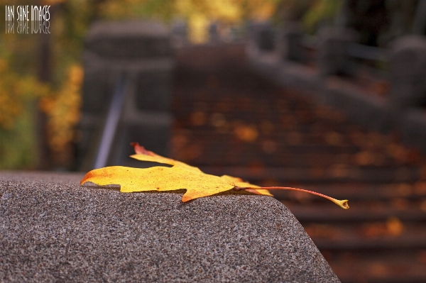 Tree bokeh wood stair Photo