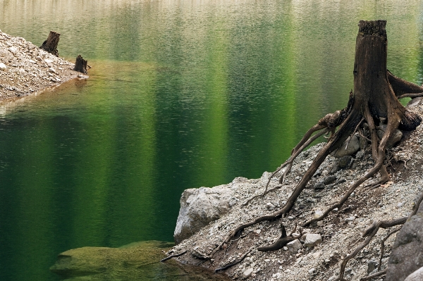 Photo Mer arbre eau nature