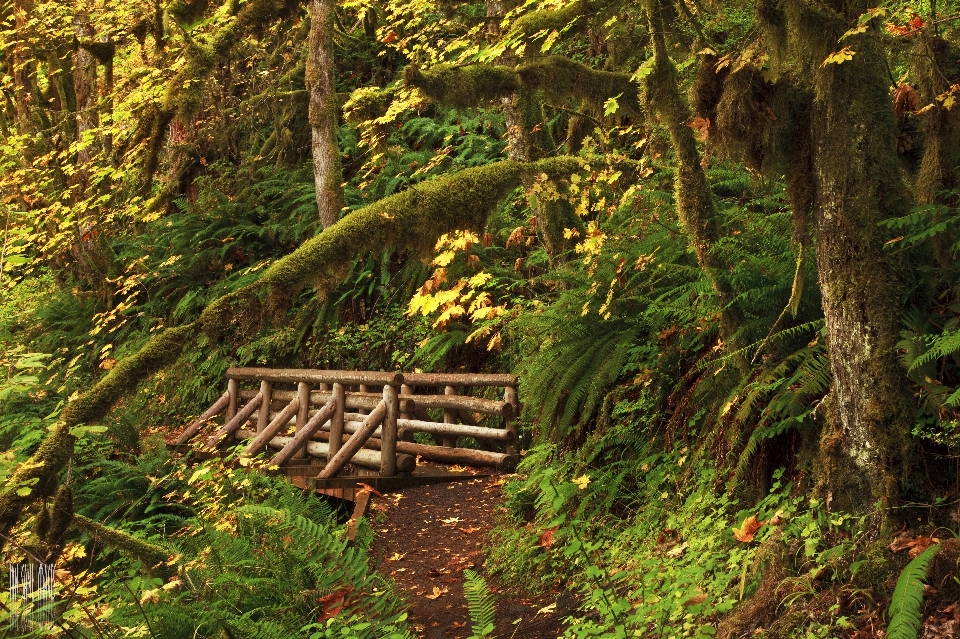 árvore natureza floresta região selvagem
