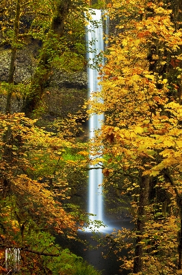 Tree water nature forest Photo