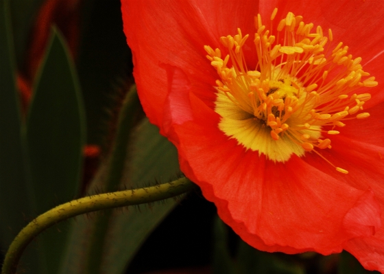 Blossom plant flower petal Photo