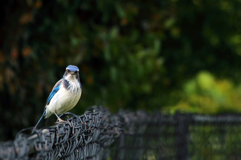 Alam cabang burung bokeh
