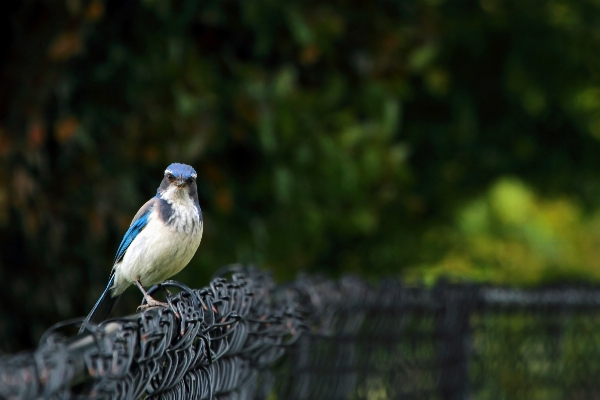 Nature branch bird bokeh Photo