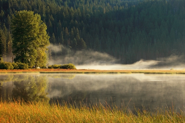 Landscape tree water nature Photo