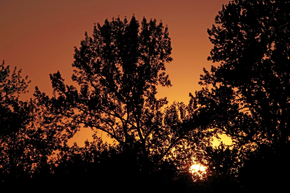 árbol naturaleza rama planta