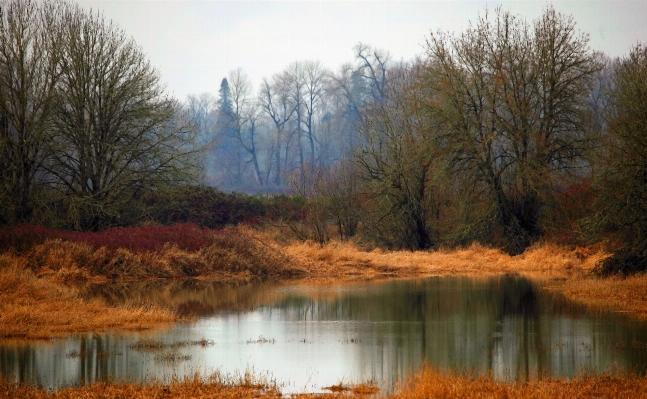 Landscape tree water nature Photo