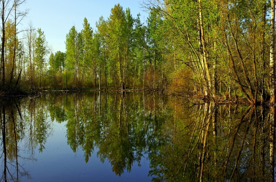 Landscape tree water nature