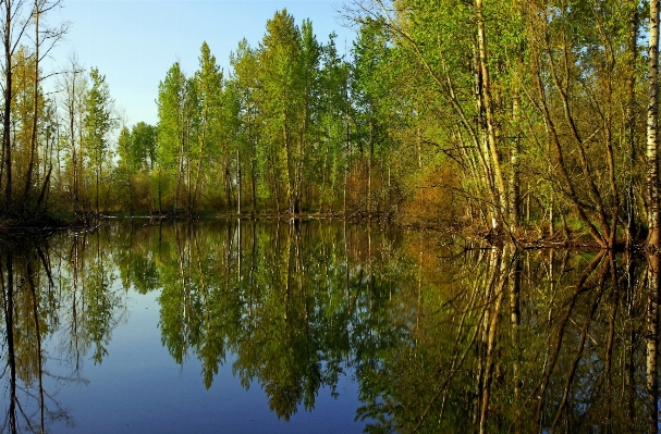 Landscape tree water nature Photo