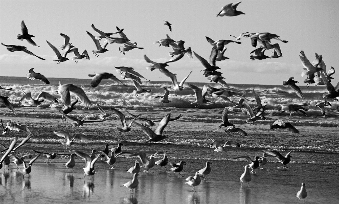 Foto Pantai laut burung hitam dan putih
