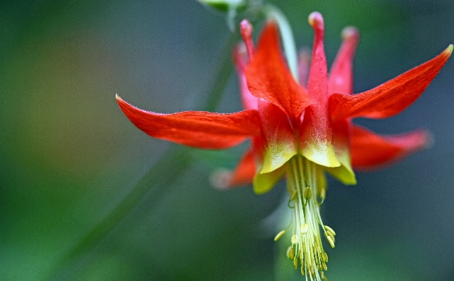 Creek plant flower petal Photo