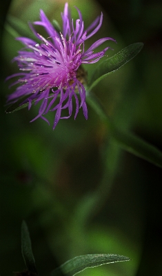 Nature blossom plant photography Photo