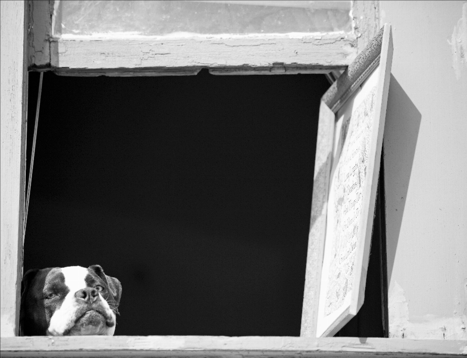 Noir et blanc
 blanc fenêtre chien