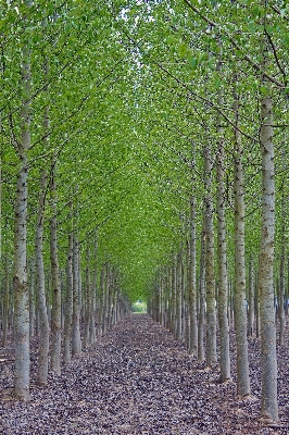 Tree forest branch plant Photo