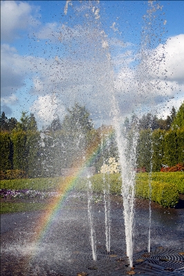 木 水 自然 森 写真