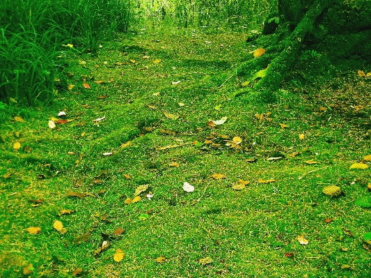 Coast forest grass plant Photo