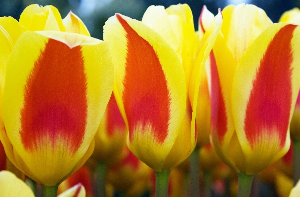 Plant flower petal tulip Photo