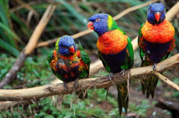 Nature branch bird flower Photo