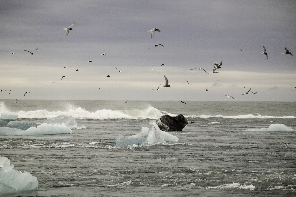 Beach sea coast ocean Photo