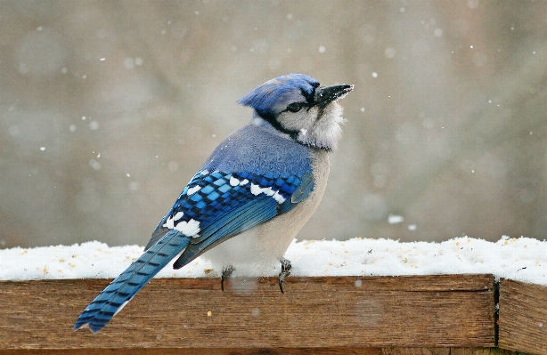 Photo Bifurquer neige hiver oiseau