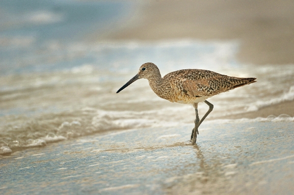 Sea water nature sand Photo