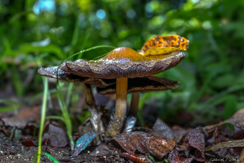 Natur wald blatt blume