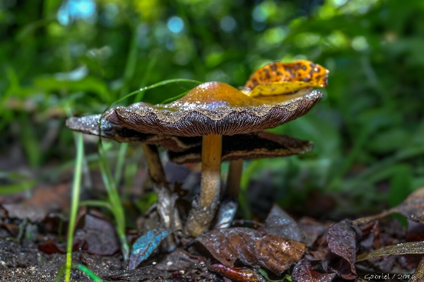 自然 森 葉 花 写真