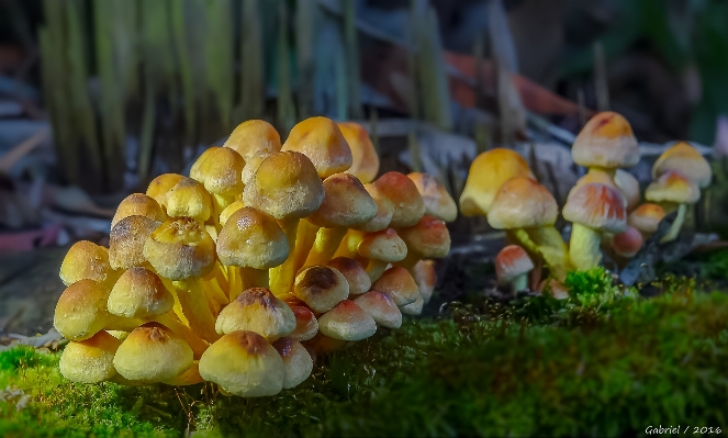 木 自然 植物 フルーツ 写真