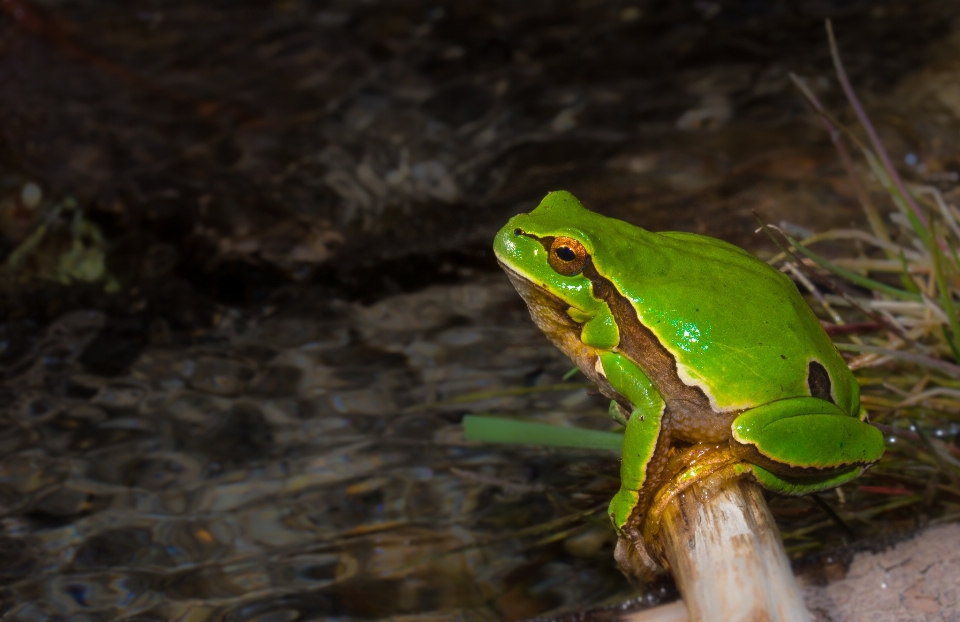 Natur tierwelt grün makro