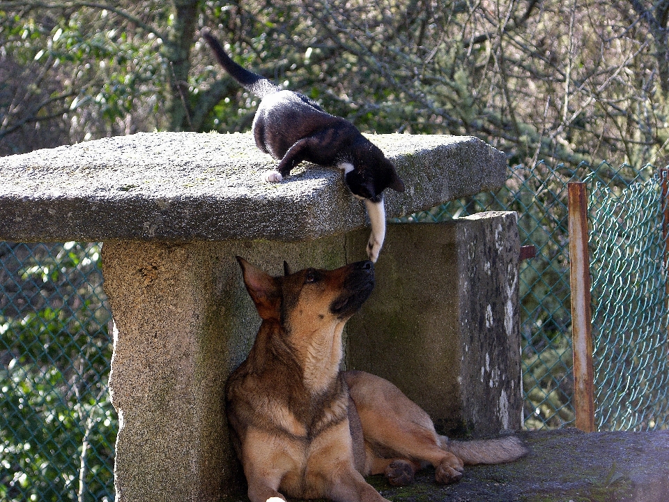 Dzikiej przyrody ogród zoologiczny ssak koty