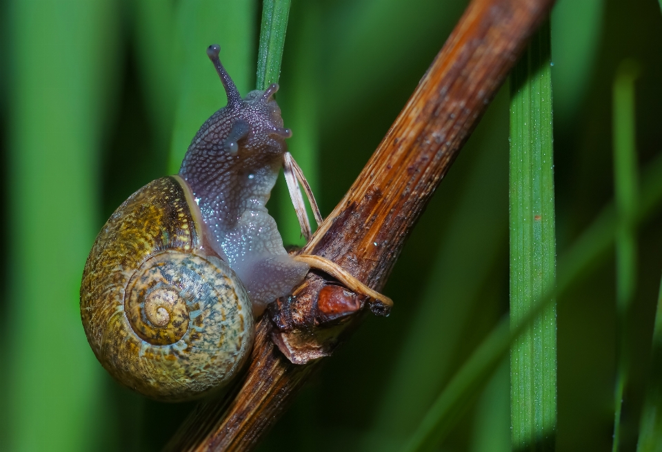 Natureza animais selvagens verde inseto