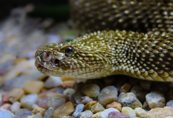 Foto Alam margasatwa makro biologi