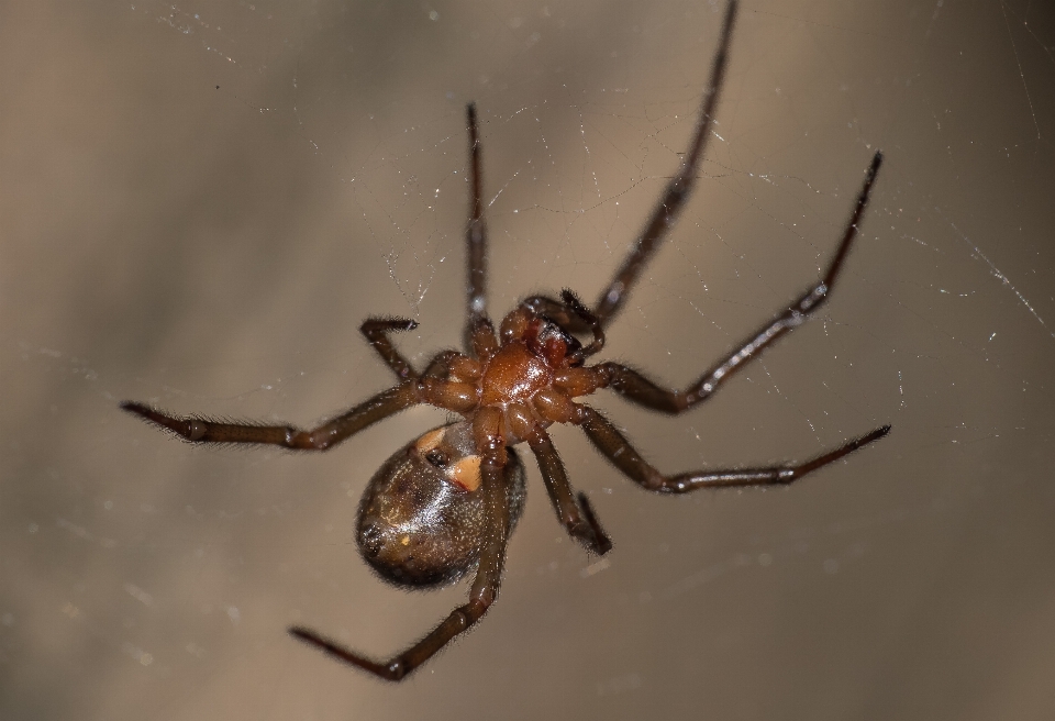 Doğa makro fauna omurgasız