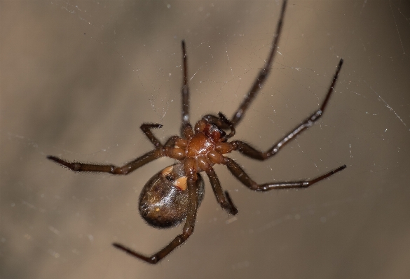 Nature macro fauna invertebrate Photo