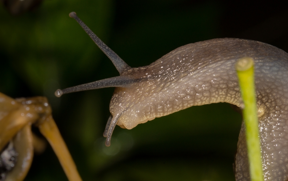 природа макрос fauna беспозвоночный