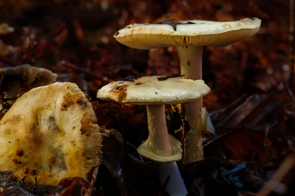 Natur makro herbst pilz