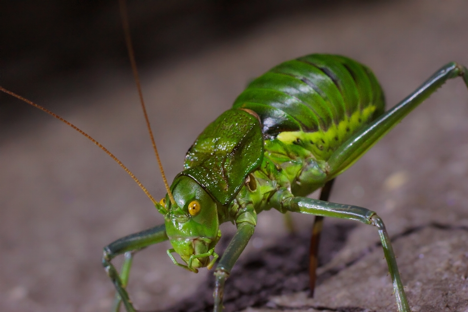 Natura esplorare verde insetto