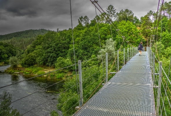 風景 森 追跡 橋 写真