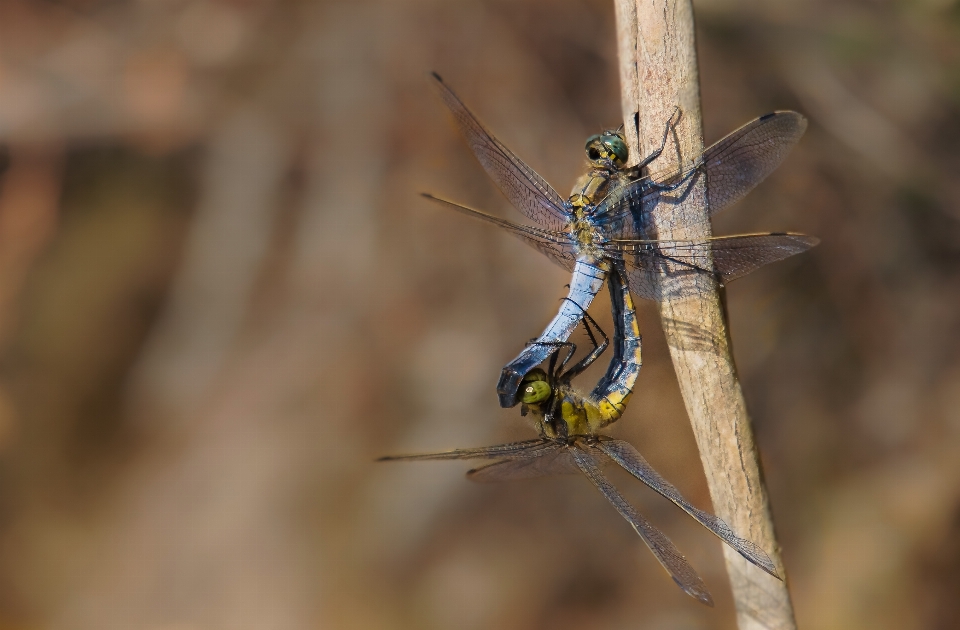 Natur flügel insekt fauna