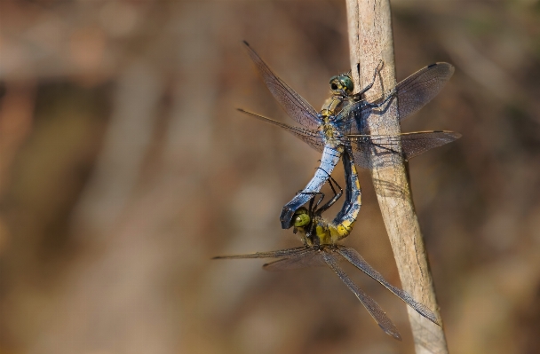 Photo Nature aile insecte fauna