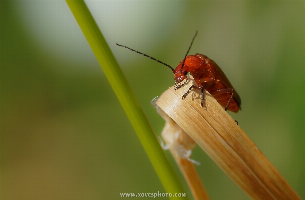 Nature photography leaf flower Photo