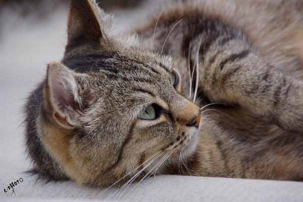 Photo Chat mammifère fauna fermer
