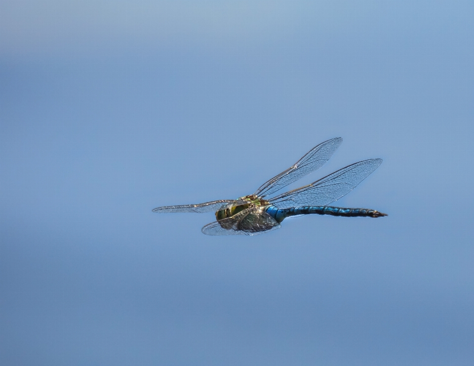 Nature wing fly insect