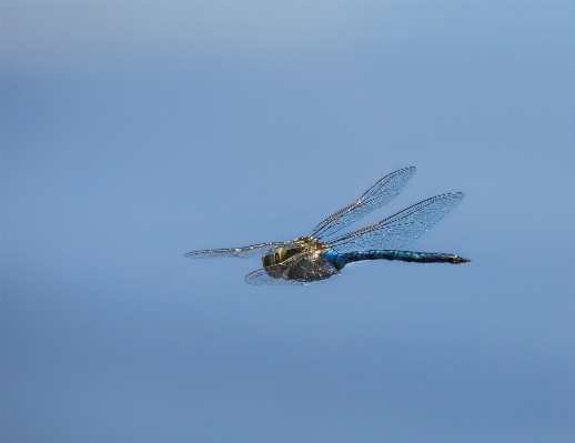 Photo Nature aile voler insecte