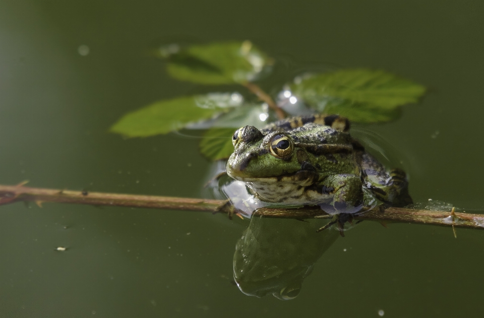 Natura zdjęcie dzikiej przyrody zielony