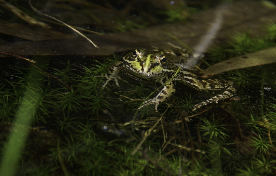 自然 草 写真 野生動物