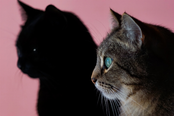 写真 子猫 猫 哺乳類 写真