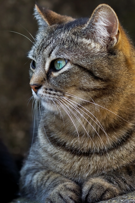 Foto katze säugetier fauna