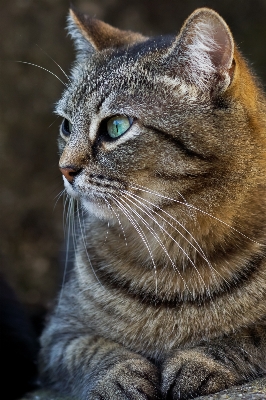 Foto Foto gato mamífero fauna